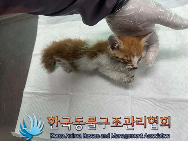 한국동물구조관리협회_411307202400356